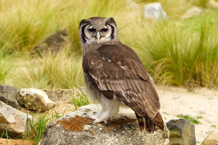 Verreaux's Eagle-Owl